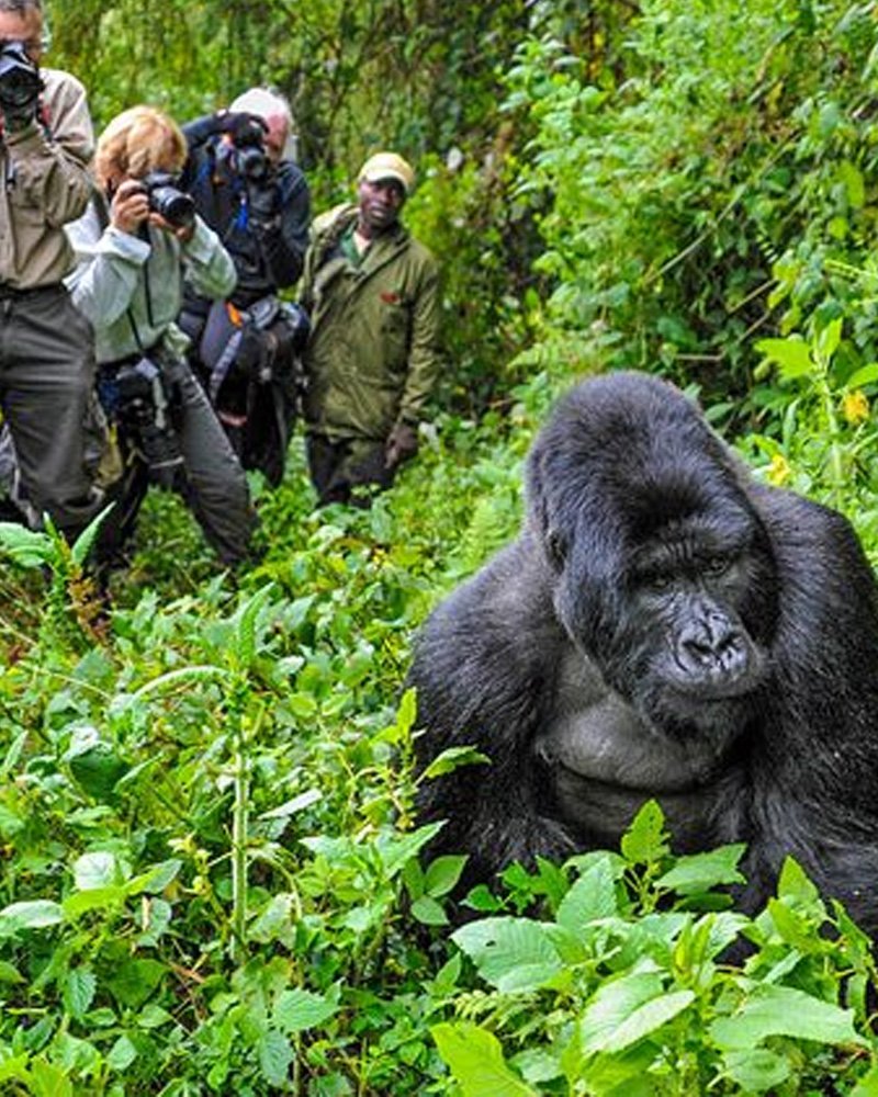 Bwindi National Park Uganda